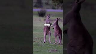 Kangaroo Punches Stronger Than You Think 🦘  Animal Facts [upl. by Vial]