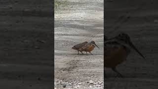 American Woodcocks Bouncing dance shortvideo fypシwoodcock [upl. by Tudor]