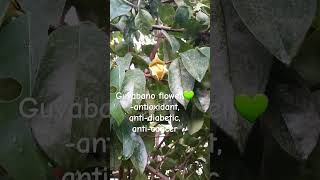 Guyabano flower plant gardening herbs shortvideo shorts [upl. by Celeski]