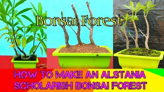 Making an Alstonia Scholaris Bonsai Forest ll [upl. by Leirej238]