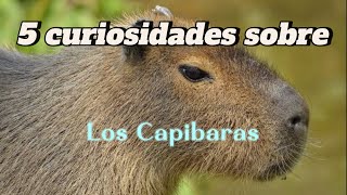 5 datos curiosos sobre los Capibaras [upl. by Gordy]