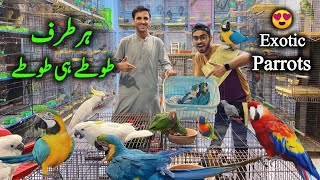 Biggest Setup Of Rare Exotic Parrots at Saddar Birds Market Karachi  Macaw Parrot Cockatoo Parrot [upl. by Eilhsa]