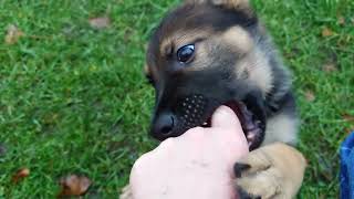 Ari the German Shepherd Puppy [upl. by Eened]