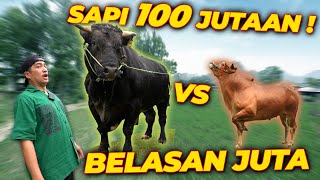 SPILL HARGA SAPI KURBAN 2024  🔥🔥 [upl. by Agbogla]