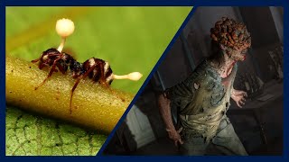 Cordyceps Zombies and Fungal Infections  Doctor Explains the Science Behind quotThe Last of Usquot [upl. by Schubert214]