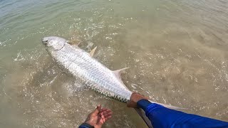 Tarpon  Sabalo 60 a 70 lbs 15 min d pelea [upl. by Agnes]