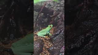 紅眼樹蛙Agalychnis CallidryasTaipei Zoo [upl. by Healy]