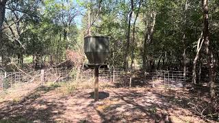 Protein feeder exclusion fence for wild feral hogs [upl. by Robillard]