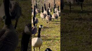 Flock of Canada Geese 🇨🇦 カナダガンの群れ shorts [upl. by Ariuqahs]