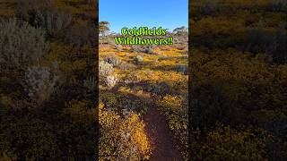 Goldfields Wildflowers findinggspots wildflowers [upl. by Ennaitsirk856]