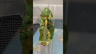 Pulchriphyllium bioculatum Phang Nga 🇹🇭👓 phasmatodea leafinsect leafinsects [upl. by Stoneham]