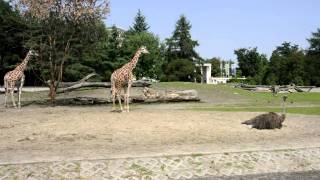 Zoo Wrocław  afrykańska sawanna [upl. by Seligmann]