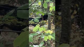 Coonhound Tracking bluetickcoonhound coonhound [upl. by Ahsian]