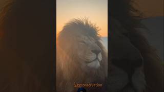 Lion and sunset very nice view animals wildlife shortsfeed [upl. by Batholomew]