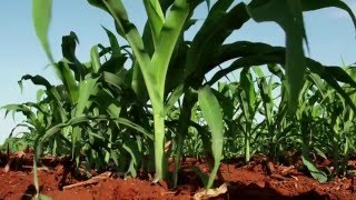 Part 1 of 4 Nitrogenuseefficient maize – a howto for lowfertility soils [upl. by Nilyac]