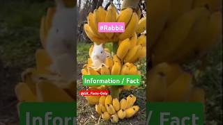 Intresting Facts About Rabbits 🐰facts shortsfeed shorts rabbits viralshorts viralfacts latest [upl. by Henig41]