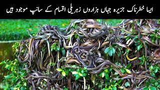 Snake Island  A Forbidden Place Where No One Survives  Urdu  Hindi [upl. by Sualokin]