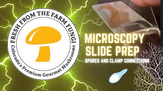 Microscope Slide Prep Observing Spores and Finding Clamp Connections [upl. by Adnamor463]