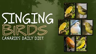 4 Canaries Having VEG ForYou TrendingNow InstaReels ViralVideo DailyShorts Entertainment FYP [upl. by Ila]