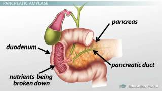 Pancreas Function Enzymes amp Role in Digestion [upl. by Akihsal411]