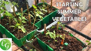 Starting Summer Vegetables  A Complete Guide To Starting Vegetable Seeds  Tomatoes Peppers etc [upl. by Rattray]