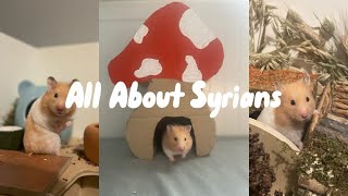 All About Syrians  Facts about syrian hamsters [upl. by Cassie]