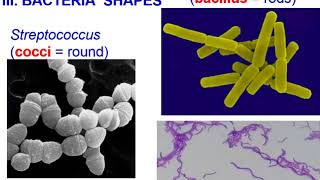 Bacteria Archaea vs Eubacteria Theme 4 Topic 2 [upl. by Martha]