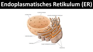 Endoplasmatisches Retikulum Aufbau amp Funktion  Zellorganellen Teil 4 [upl. by Akiemat]