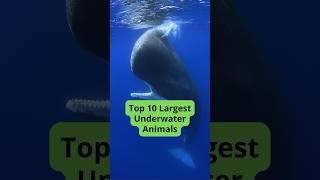 Top 10 Largest Aquatic Animals in the World [upl. by Adnihc]