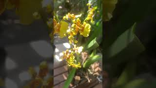 Orquidea Oncidium Sphacelatum [upl. by Curley]