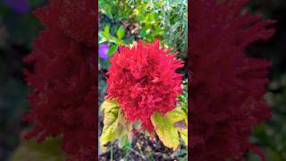 Amaranthus amaranthus flowers flower red [upl. by Cousin]