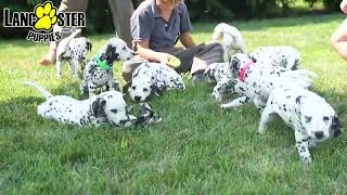 Friendly Dalmatian Puppies [upl. by Eelsha20]