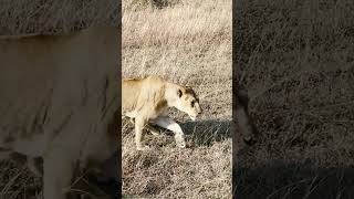 Lioness and Cubs Walk Past  andBeyond Grumeti  WILDwatch [upl. by Mirabelle]