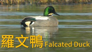 羅文鴨家族4KFalcated Duck [upl. by Trainor154]