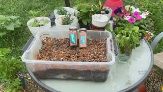 How I Use Cayenne and Cinnamon in Gardening [upl. by Burrton]