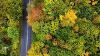 autumn trees near alford aberdeenshire Scotland [upl. by Nagiam]