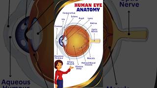 Human Eye Anatomy  Parts of Human Eye humaneye anatomy eyeanatomy [upl. by Auqinal]