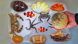 Finding large hermit crab and ornamental fish crab pufferfish nemo fish snail shell conch [upl. by Acinorev611]