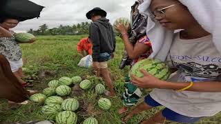 Watermelon Crawl [upl. by Salim]