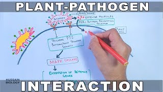 Plant Pathogen Interaction  Signalling [upl. by Joktan655]