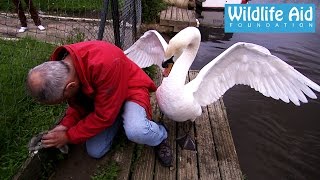 Cygnet rescue  Simon beaten up by an angry swan [upl. by Onaireves]