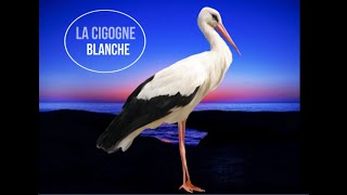 La Cigogne blanche [upl. by Massab]