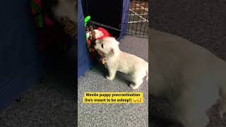 Can you procrastinate as well as this Westie puppy can 🥰 [upl. by Massingill]