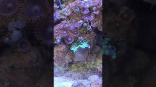 War Zoa vs Ricordea  sealife reef marines aquarium marineaquarium oceantech marine [upl. by Ecile879]