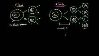 Comparaison entre mitose et méiose [upl. by Ransome371]