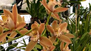 Cymbidium Orchid Update Easy Tips to Preventing Cymbidium Orchid Bud Blast amp Saving your Blooms [upl. by Luemas]