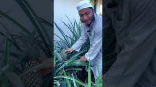 ছাদ বাগানে আনারস চাষ follow pineapple highlights আনারস রুপটপ ছাদবাগান garden agriculture [upl. by Irah353]