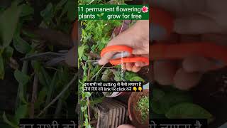 11 permanent flowering plants easily grow from cutting plantsgrowfromcutting shorts ytshorts [upl. by Eerol]