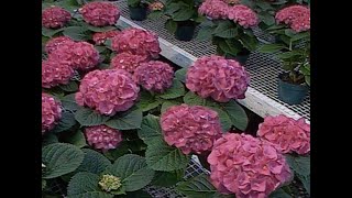 Geranium and Hydrangea Varieties [upl. by Gut]