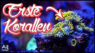 Einsteiger Korallen für Meerwasser Aquarium  AquaOwner [upl. by Laerol]